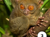 Tarsier